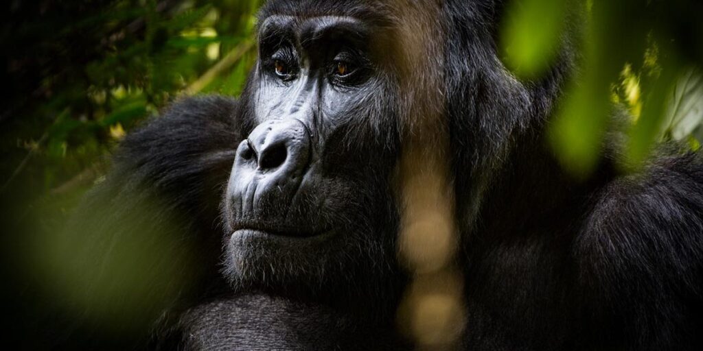 Is-gorilla-trekking-worth-the-Money-1200×600